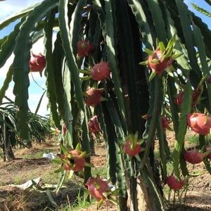 Meet your Posher, Binh